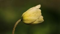 Buschwindr&ouml;schen (Anemone nemorosa)