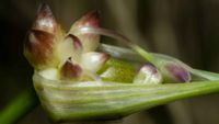 Echter Knoblauch - Allium sativum