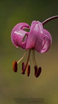 T&uuml;rkenbundlilie (Lilium martagon)