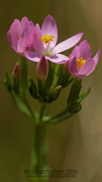 Tausendg&uuml;ldenkraut (Centaurium erythraea)