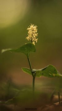 Zweibl&auml;ttrige Schattenblume (Maianthemum bifolium)