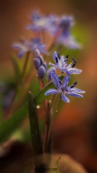 Zweibl&auml;ttriger Blaustern (Scilla bifolia)