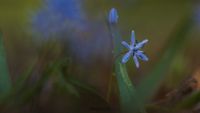 Zweibl&auml;ttriger Blaustern (Scilla bifolia)