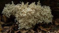 &Auml;stiger Stachelbart (Hericium coralloides)
