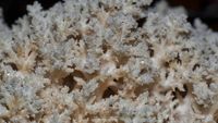 &Auml;stiger Stachelbart (Hericium coralloides)