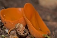 Gemeiner Orangebecherling (Aleuria aurantia)