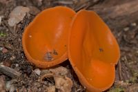 Gemeiner Orangebecherling (Aleuria aurantia)