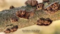 Haselnuss-Becherling (Encoelia furfuracea)