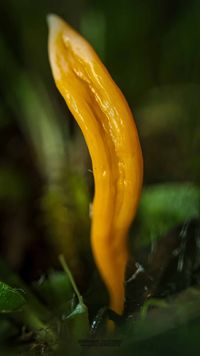 Aprikosenfarbene Wiesenkeule (Clavulinopsis luteoalba)