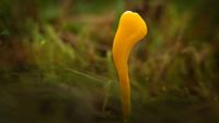 Die letzten Herbstfarben in der Wildwiese / Keule