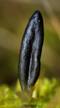 Die letzten Herbstfarben in der Wildwiese / Schwarze Erdzunge (Geoglossum umbratile)