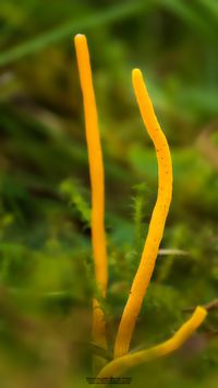 Die letzten Herbstfarben in der Wildwiese / Wiesenkeule