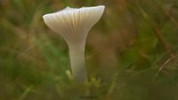 Die letzten Herbstfarben in der Wildwiese / Saftling