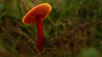 Die letzten Herbstfarben in der Wildwiese / Saftling