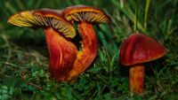 Granatroter Saftling (Hygrocybe punicea)
