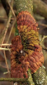 Trollhand (Hypocreopsis lichenoides)