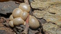 Lycogala epidendrum-Blutmilchpilz