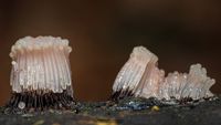 Rotbraunes Netzstielchen (Stemonitis axifera) Schleimpilz