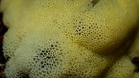 Wei&szlig;gelbes Netzpolster (Ceratiomyxa fruticulosa var. porioides)