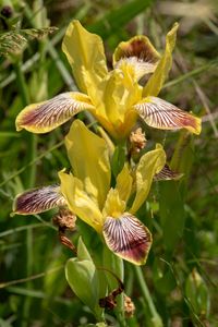 Bunte Schwertlilie (Iris variegata)
