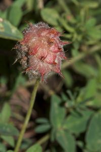 Himbeer-Klee(Trifolium fragiferum)