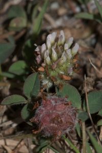 Himbeer-Klee(Trifolium fragiferum)